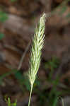 Sweet vernalgrass